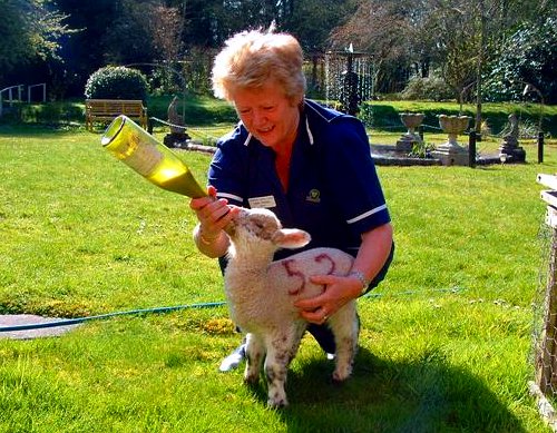 Lambs at Equality Care